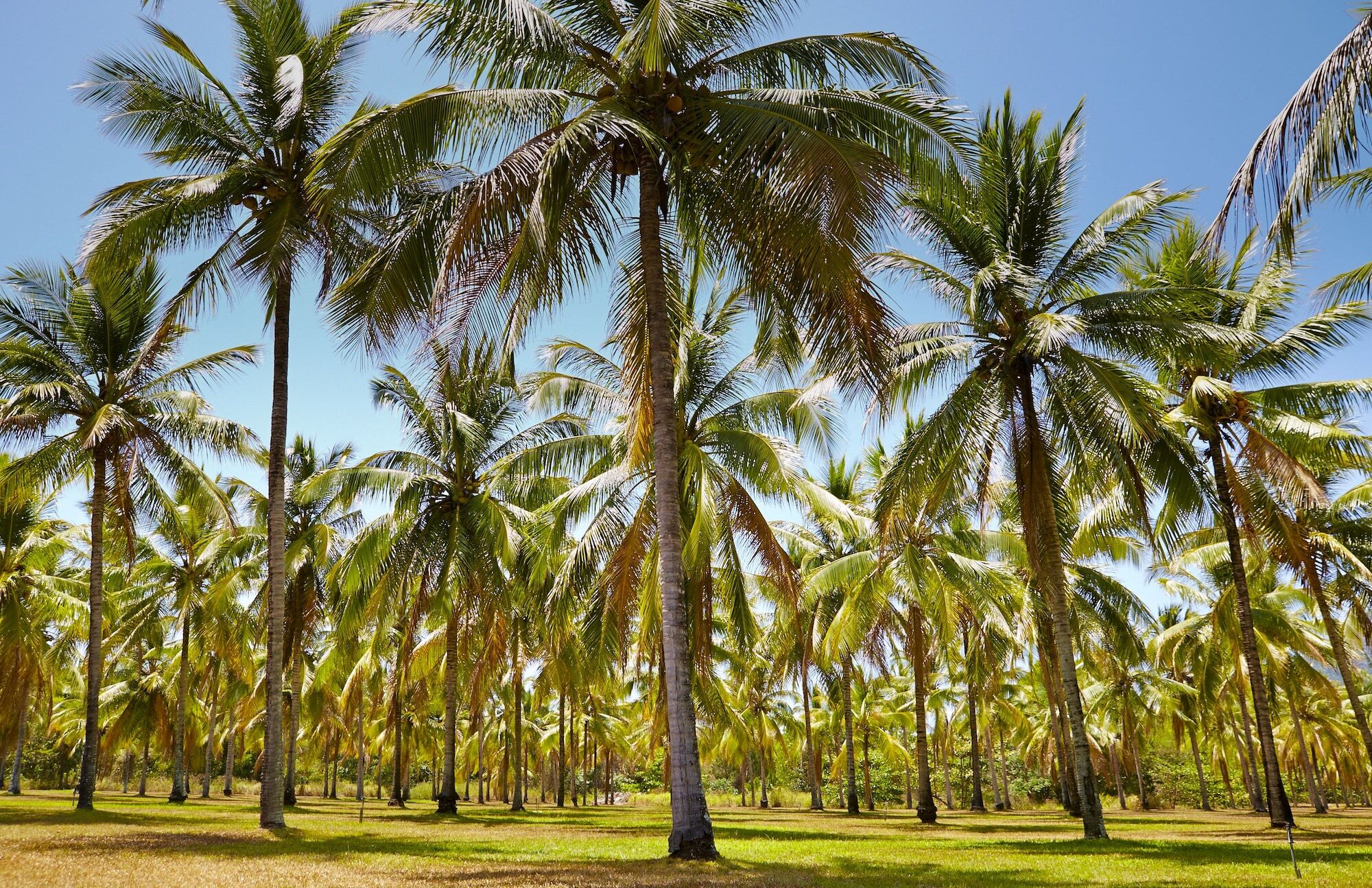 Thala Beach Nature Reserve Port Douglas Eksteriør bilde